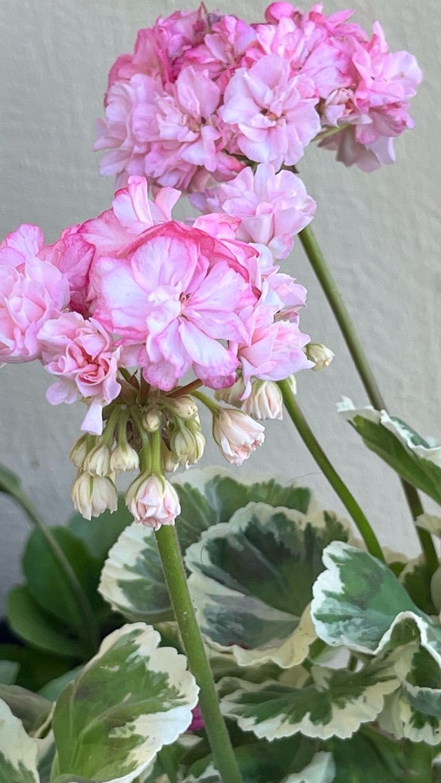 Pelargonii
